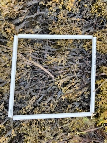 quadrat2
