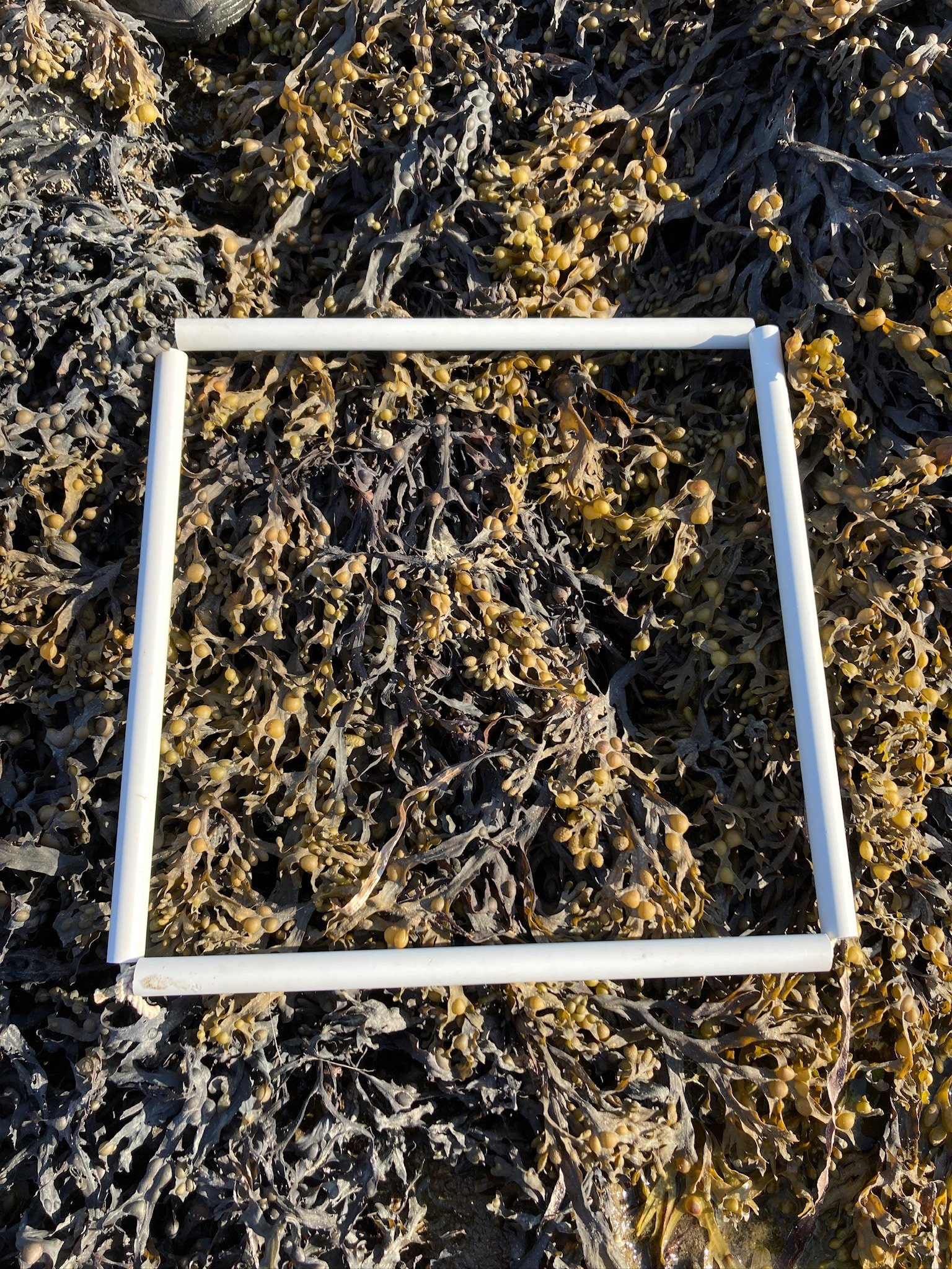 quadrat2