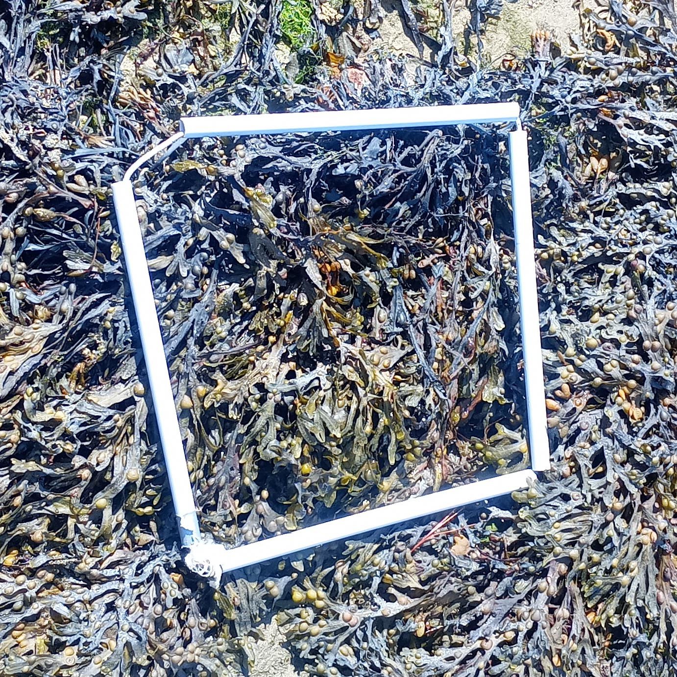 1-Quadrat-1