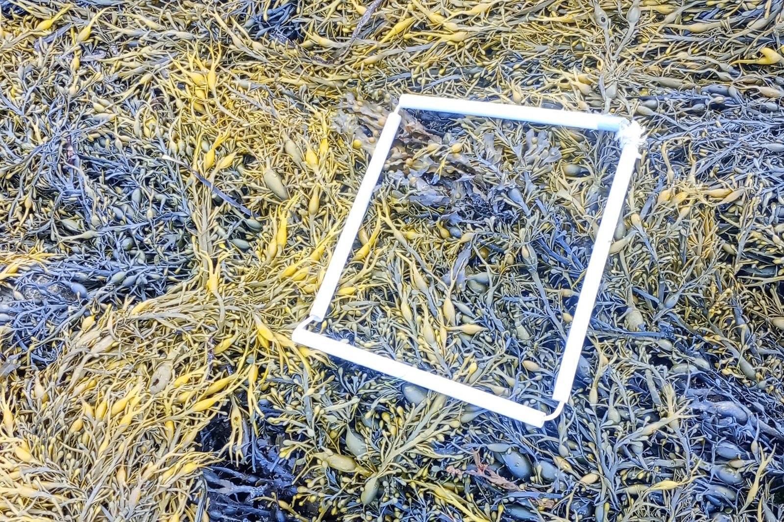 1-Quadrat-3