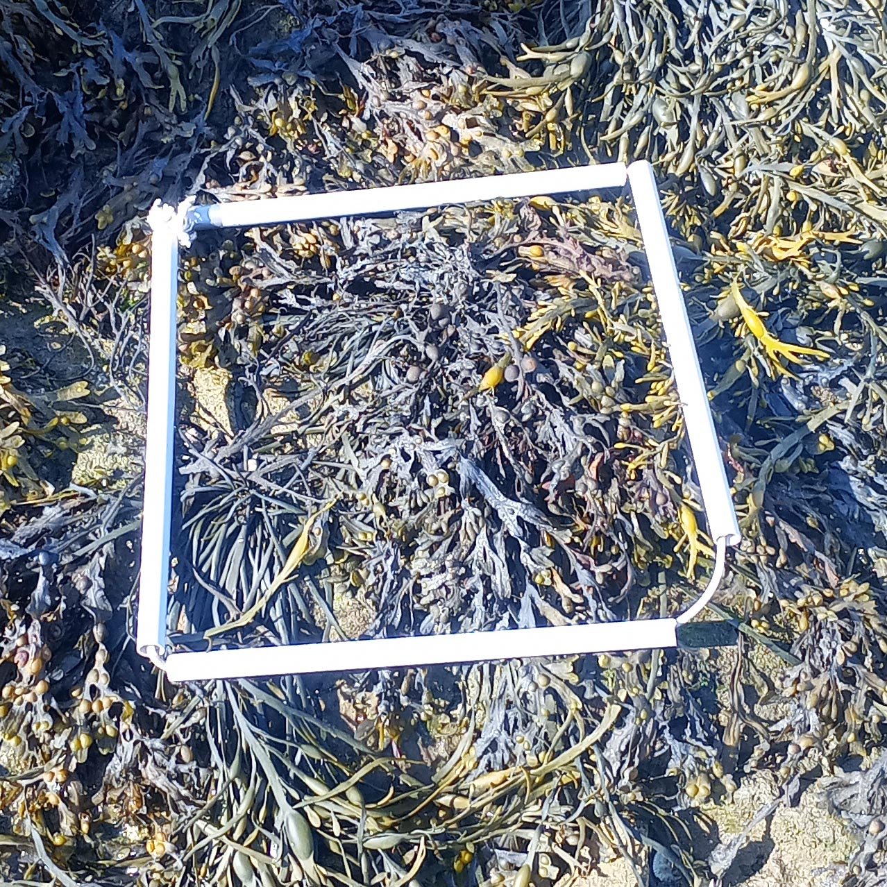1-Quadrat