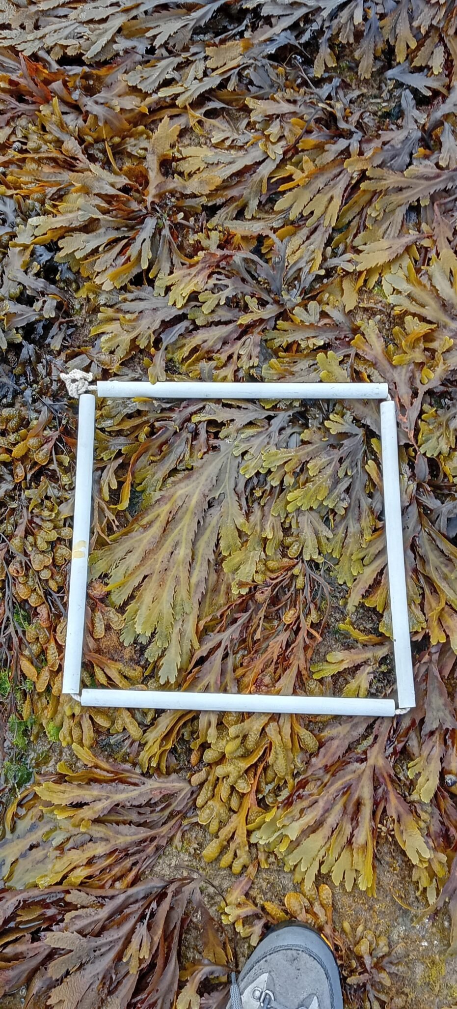 Transect_1-2