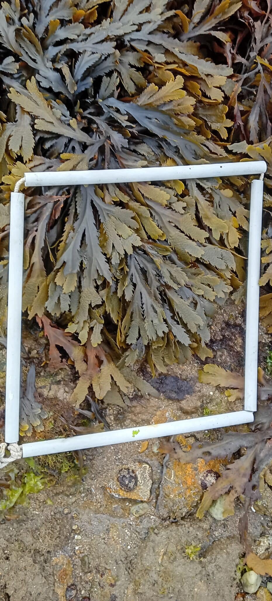 Transect_3-2-1