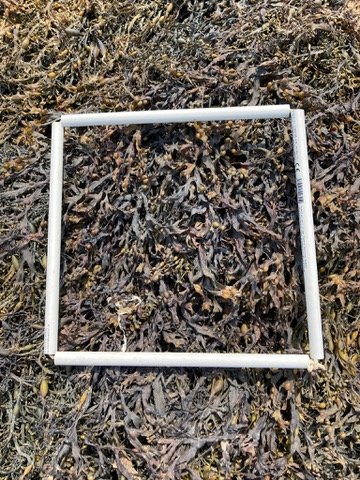 quadrat1-2