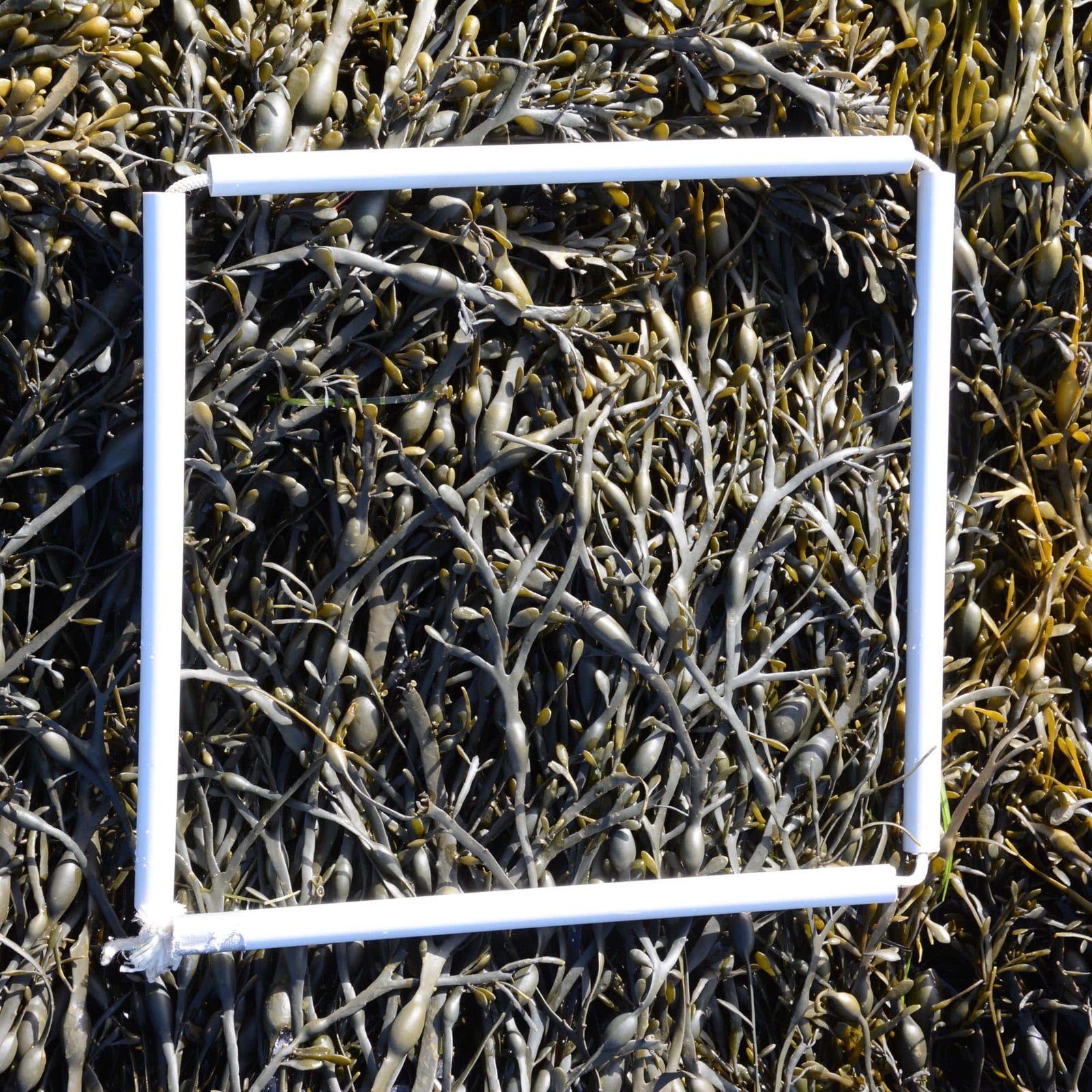 1-Quadrat