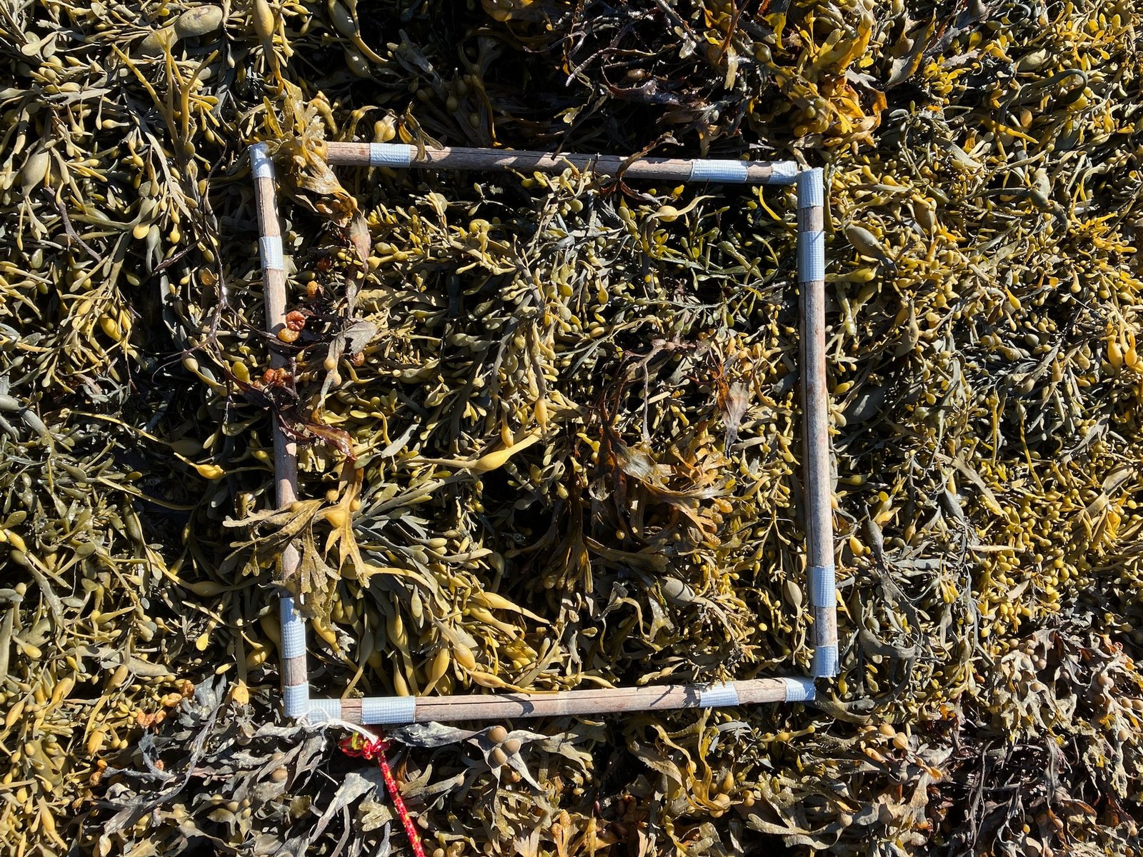 Quadrat-1