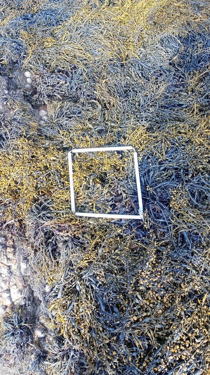 quadrat-1-_-general