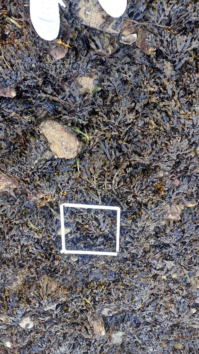 quadrat-1