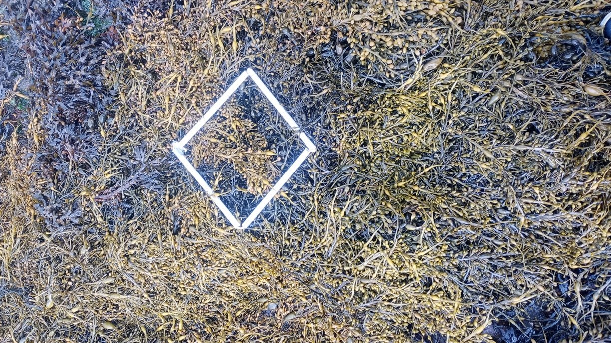 quadrat-1_vue-globale