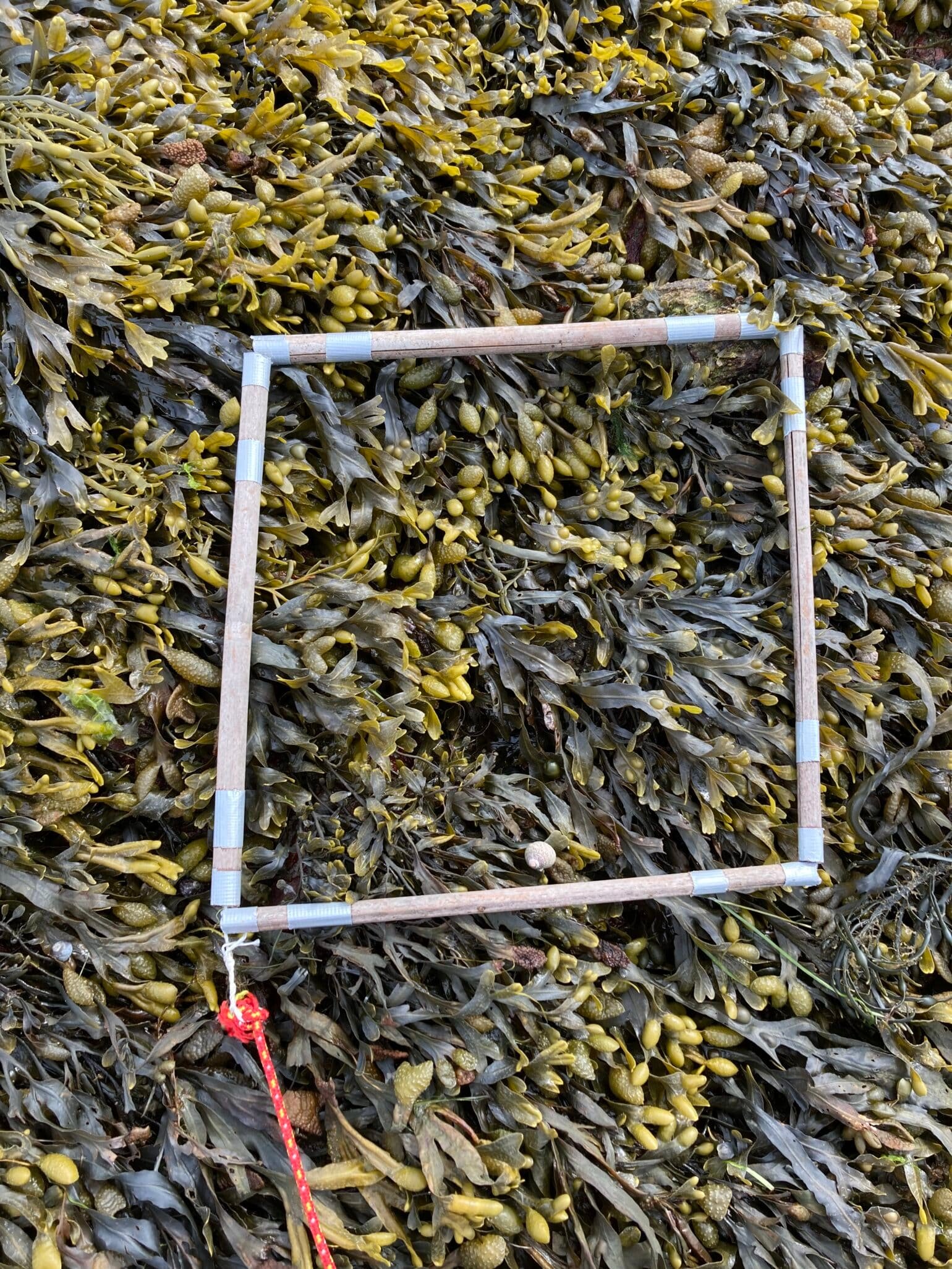 quadrat1-16-5-2024