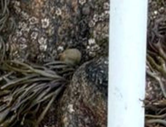 G3-Q1-Littone-des-rochers