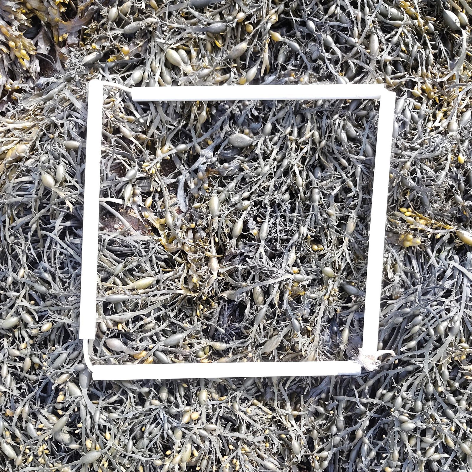 1-Quadrat-1