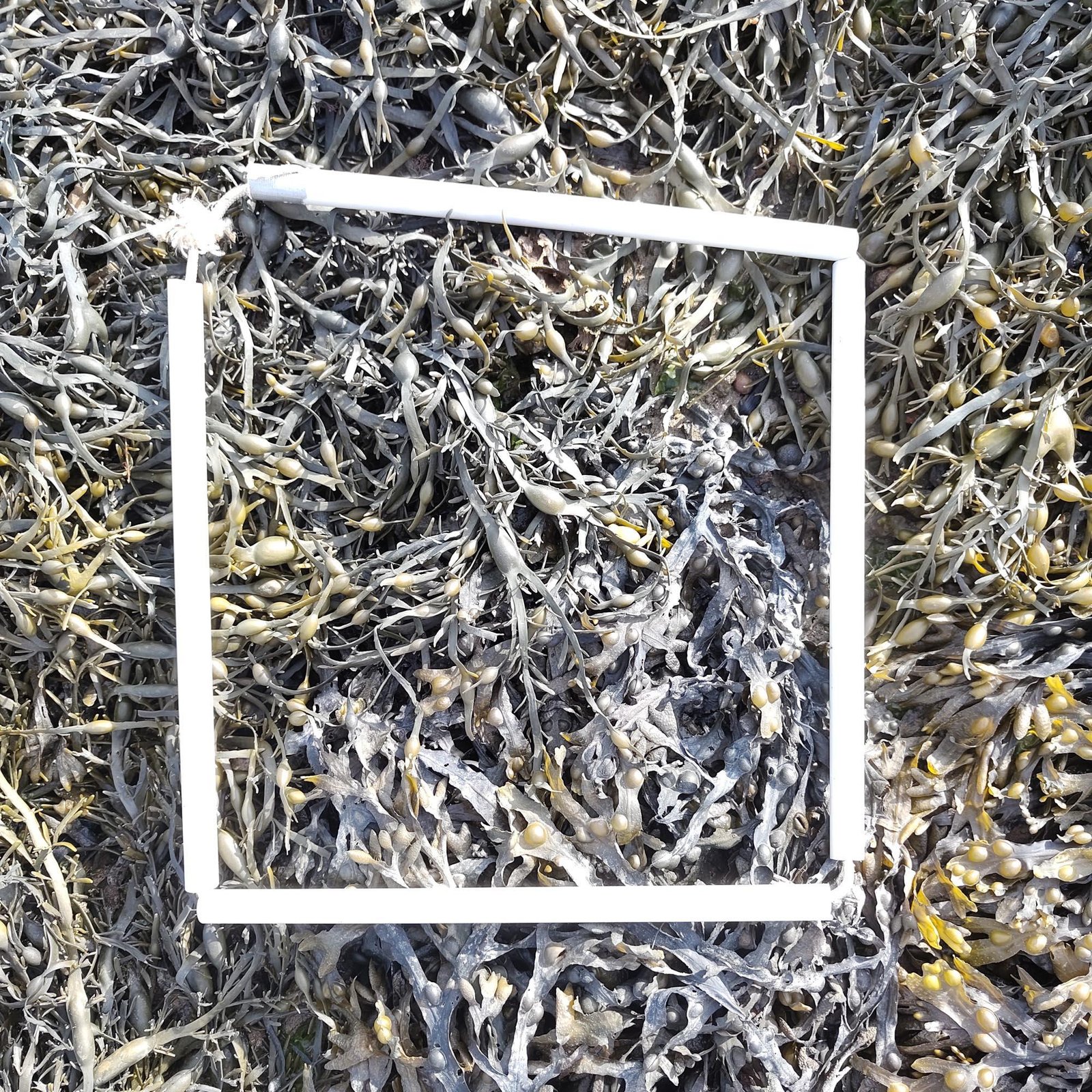 1-Quadrat-2