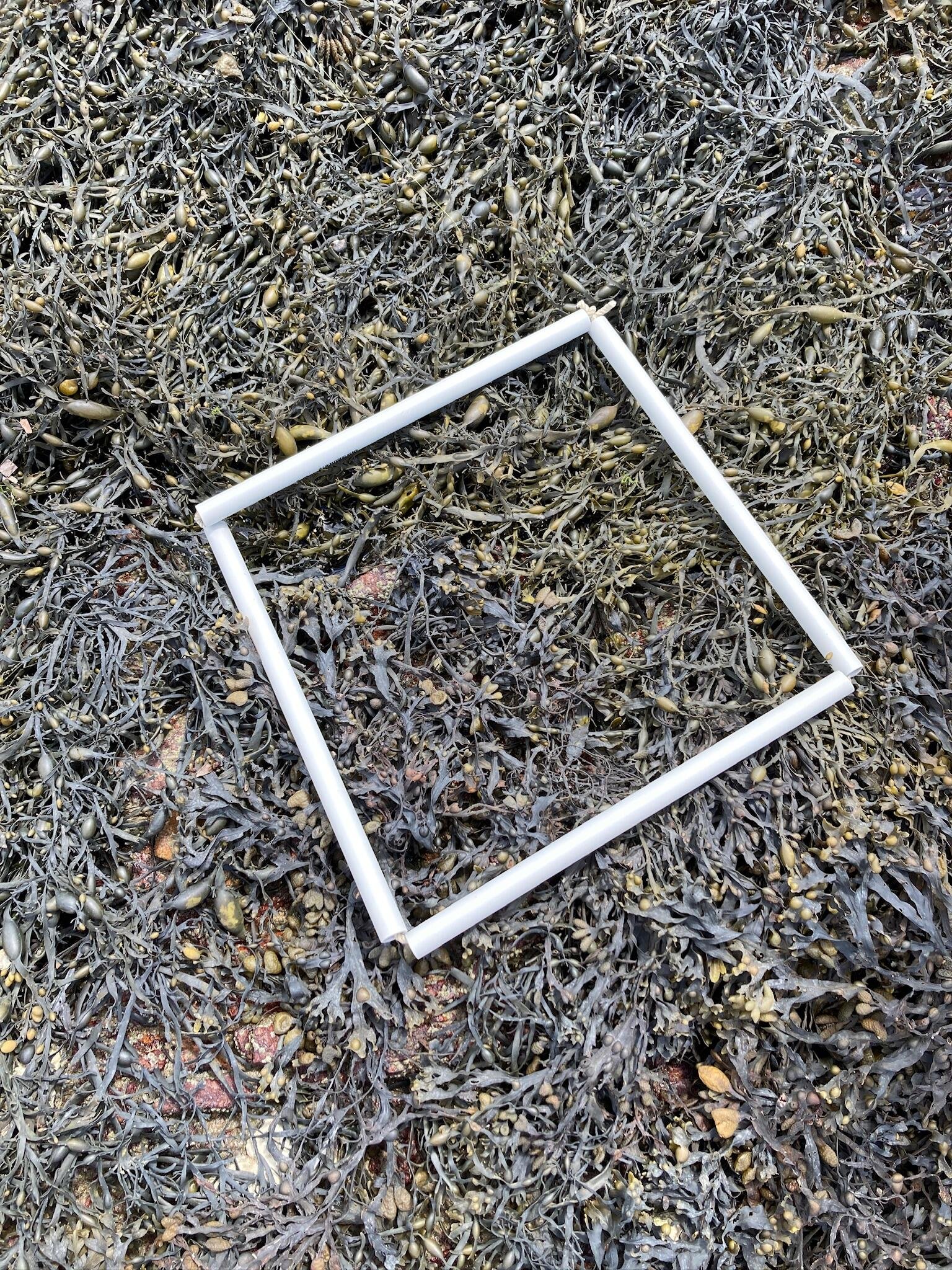 quadrat-1-2