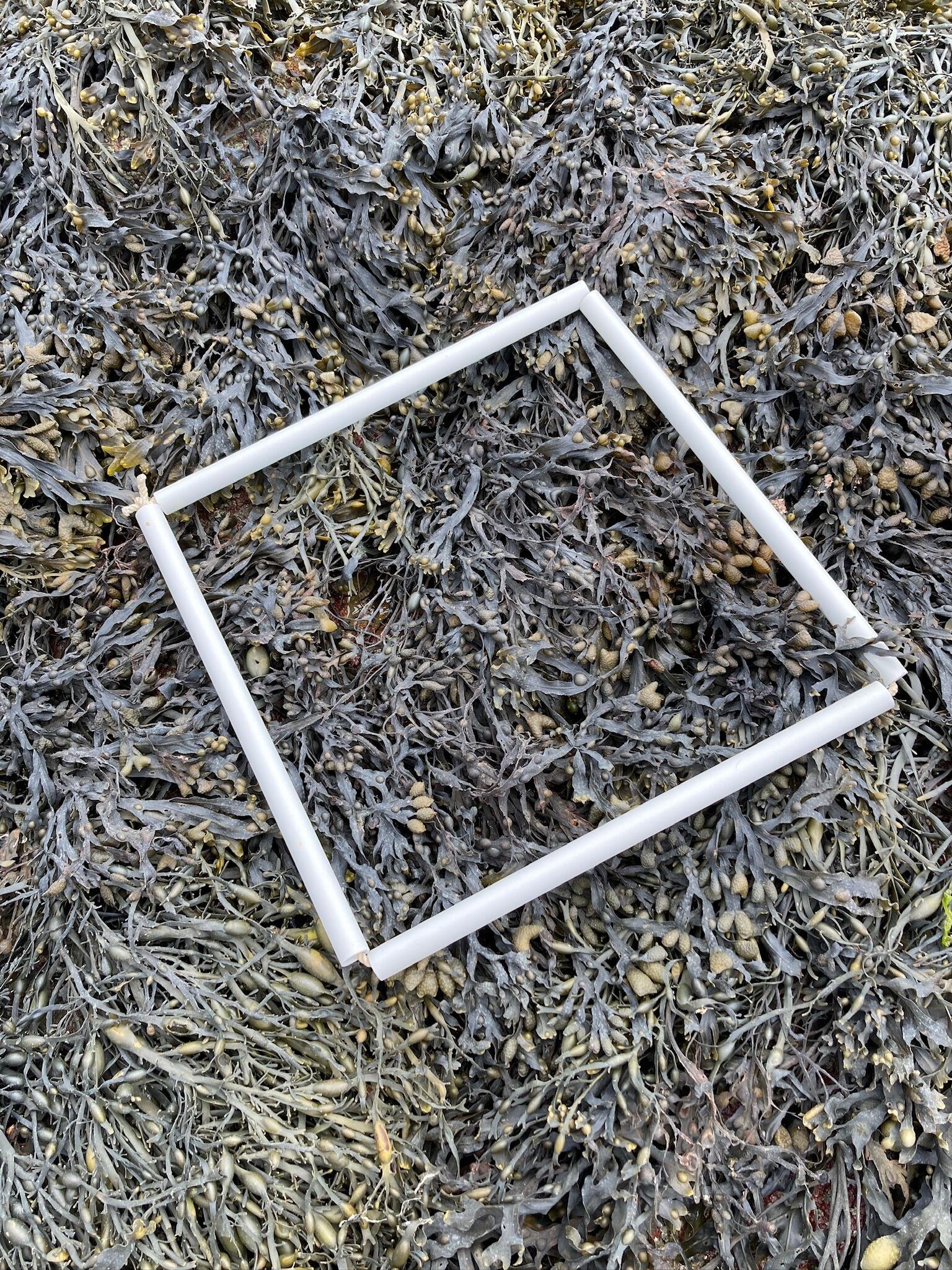 quadrat-1