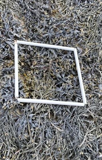 quadrat-2