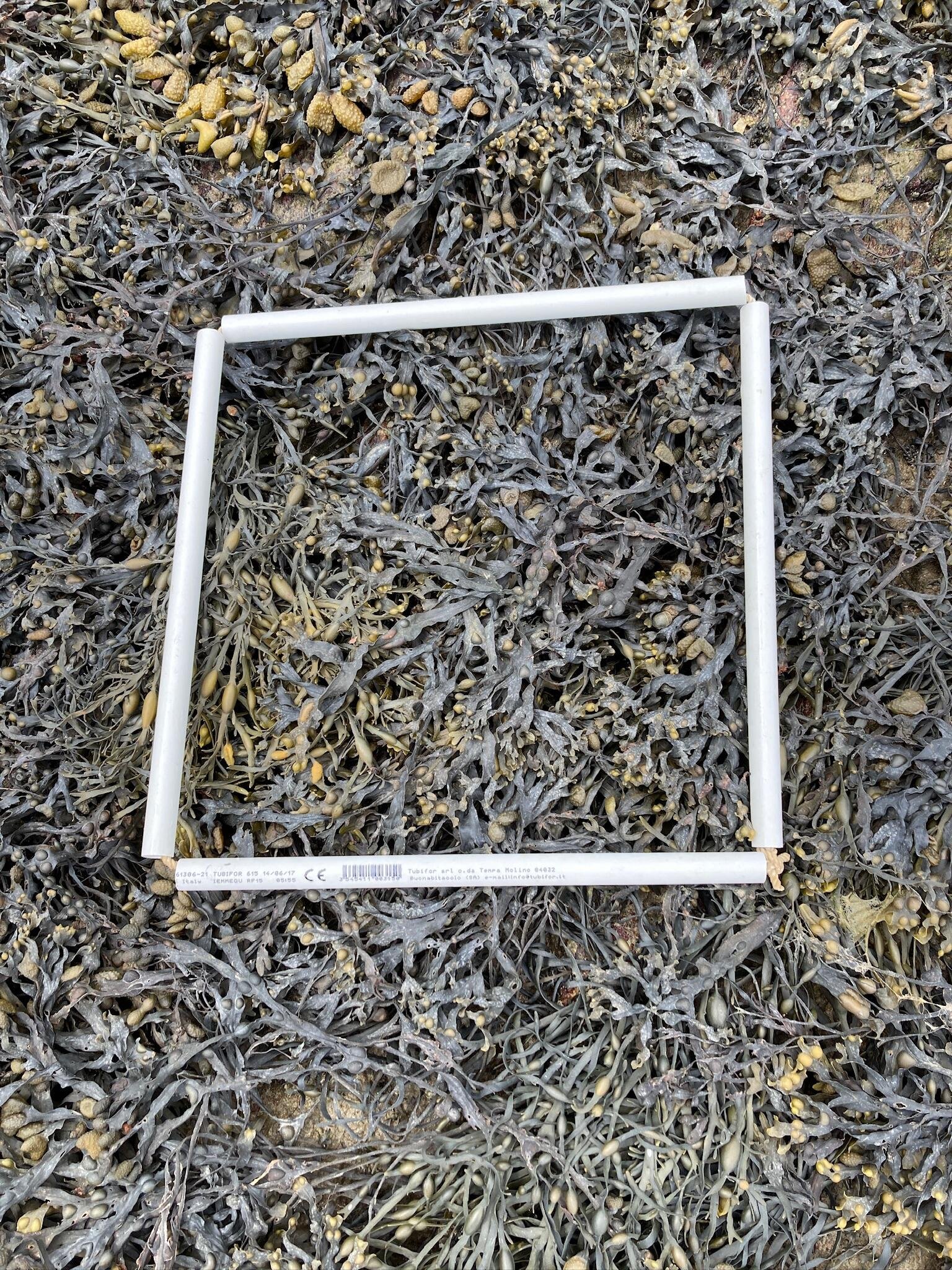 quadrat-2