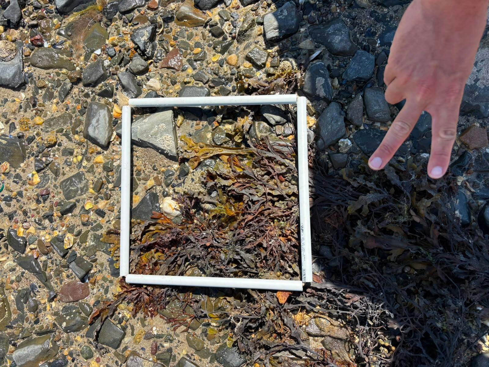 quadrat-2