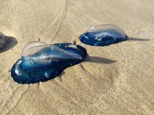 Pour tout savoir sur les méduses et les vélelles, un podcast et un reportage à découvrir