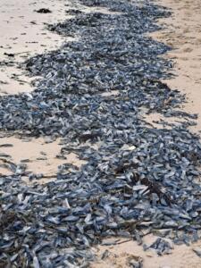Echouages de vélelles sur la côte atlantique, un phénomène saisonnier signalé par les observateurs de BioLit  