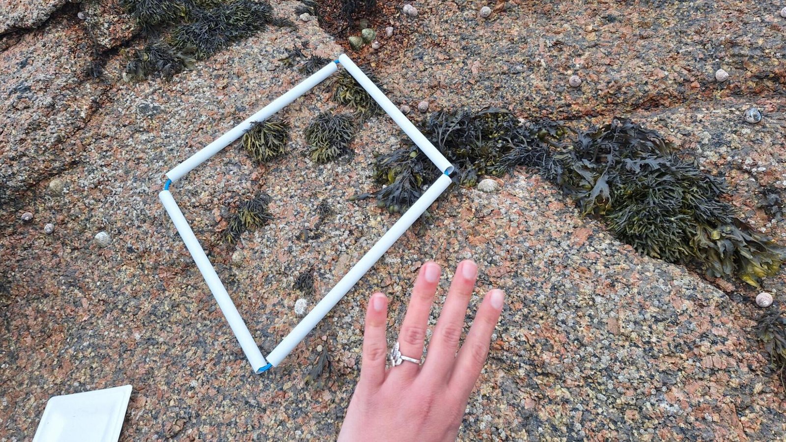 Quadrat-4