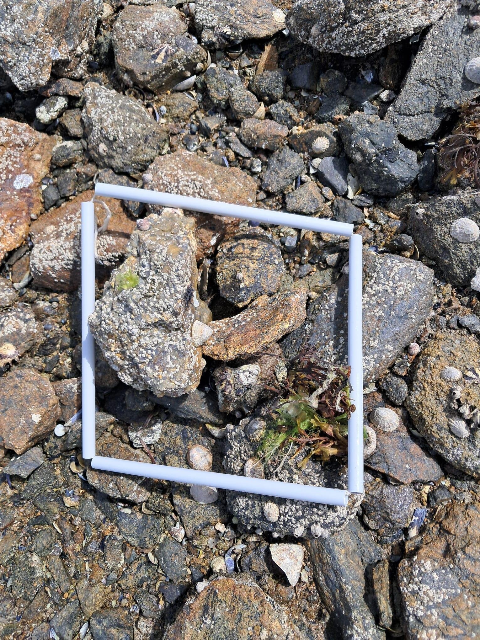 quadrat1
