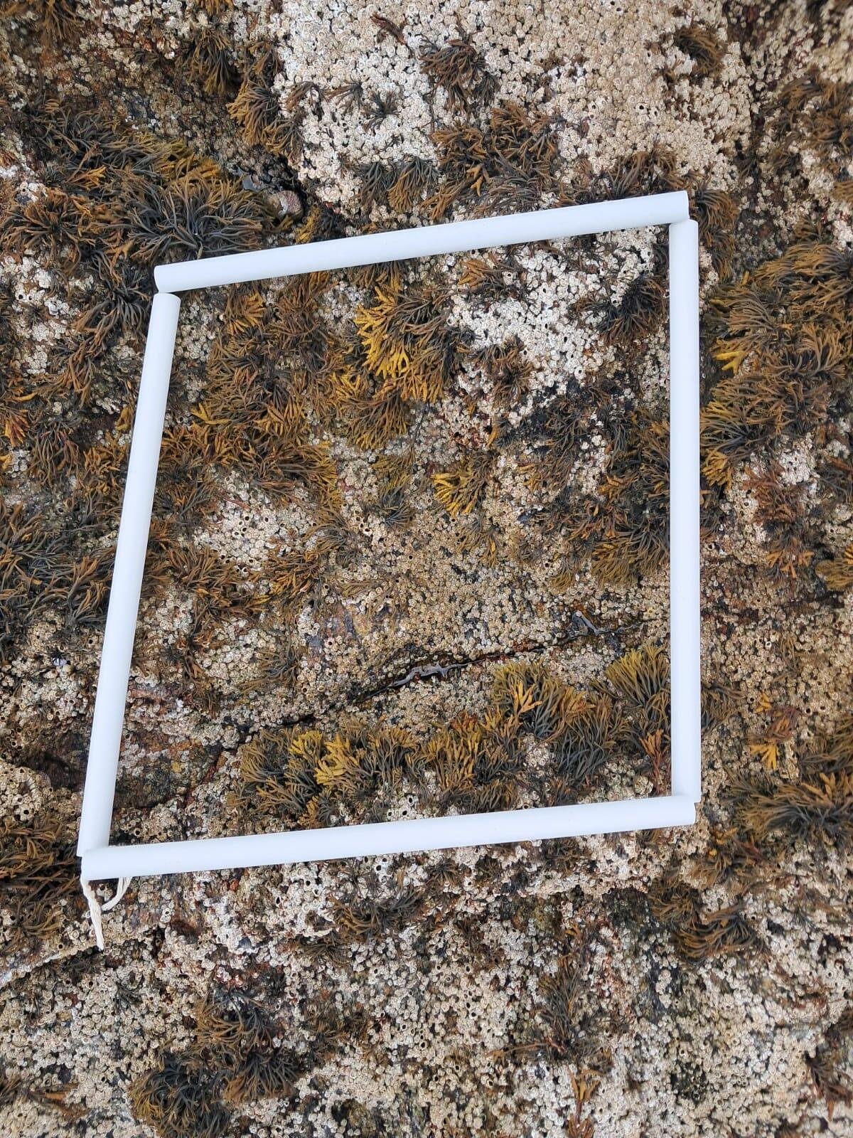 quadrat2