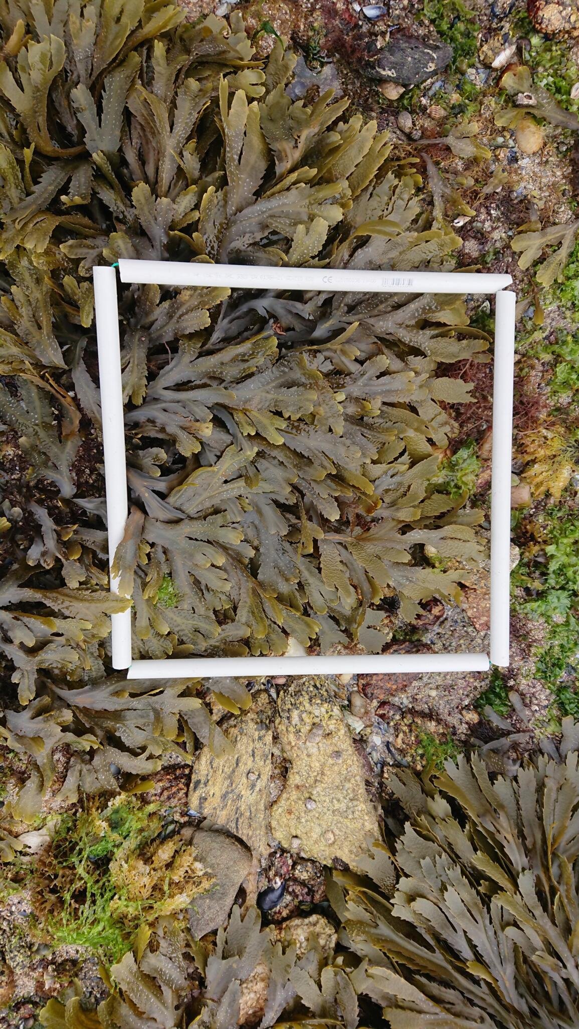 DSC_0595_Quadrat-1