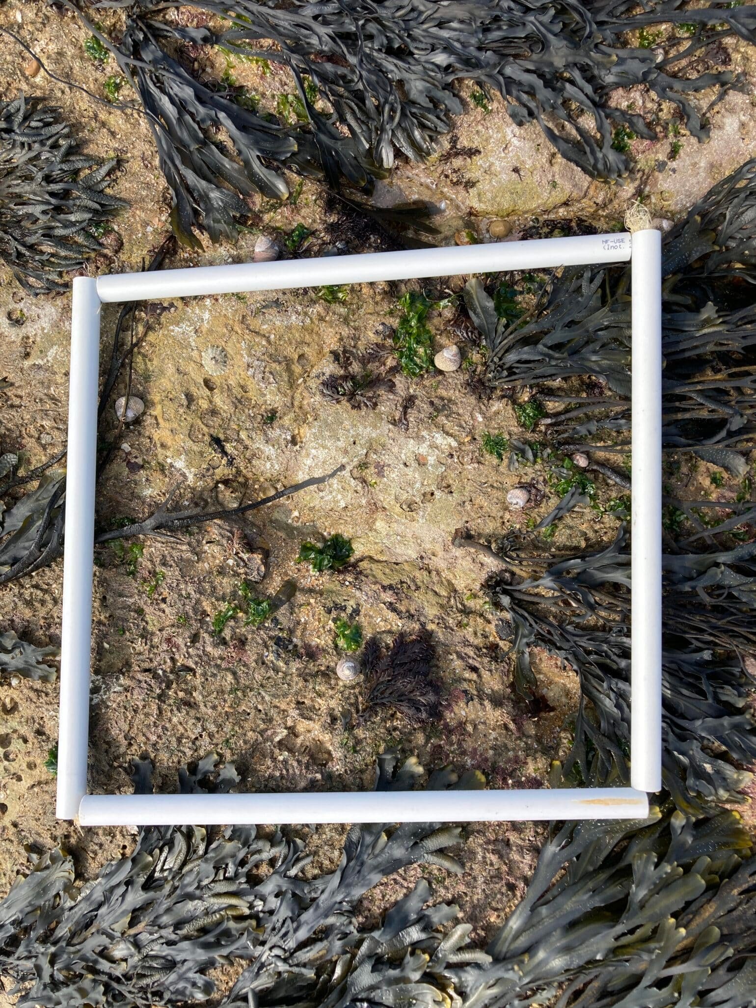 Quadrat1