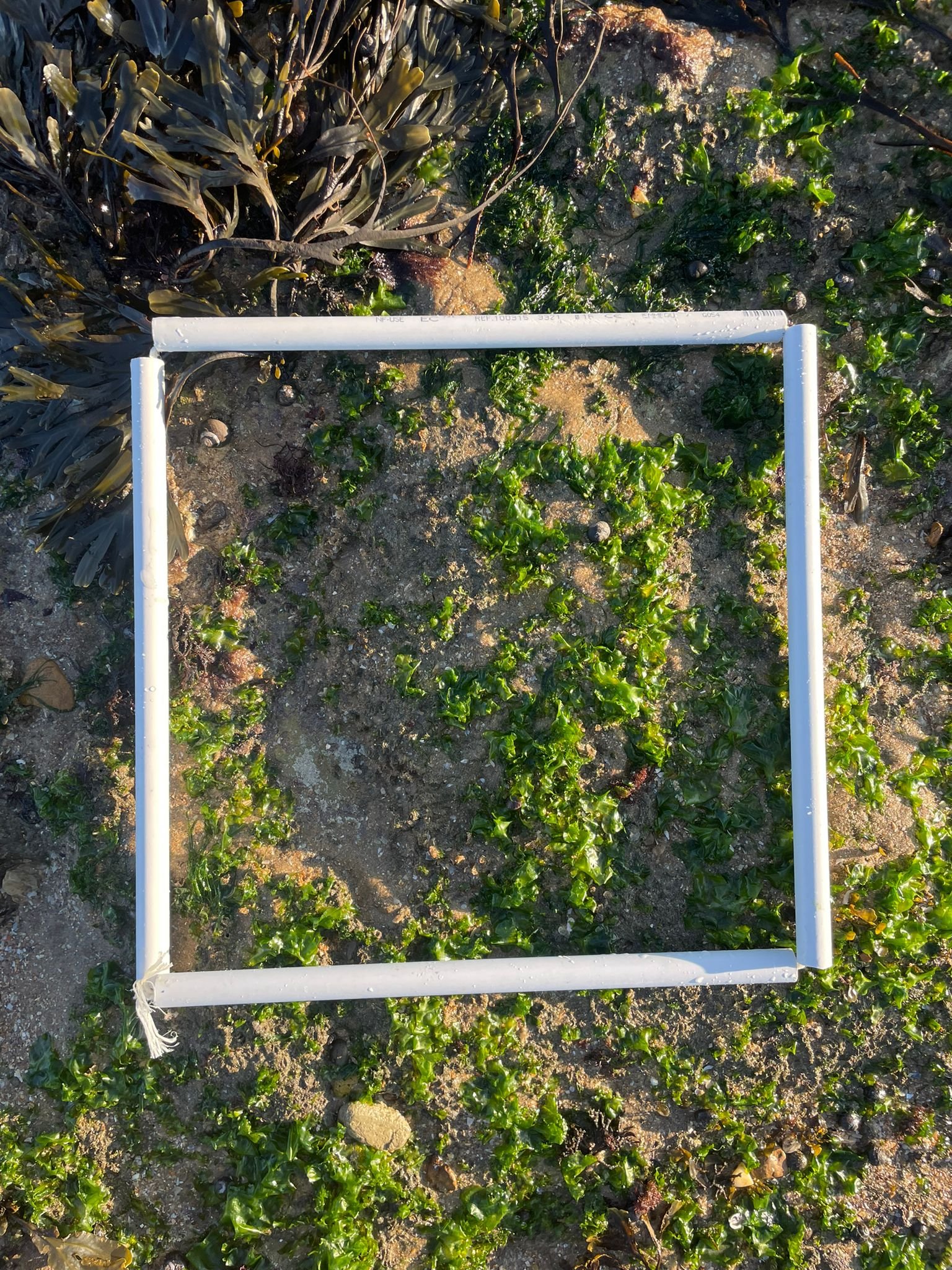 Quadrat1-zone1-