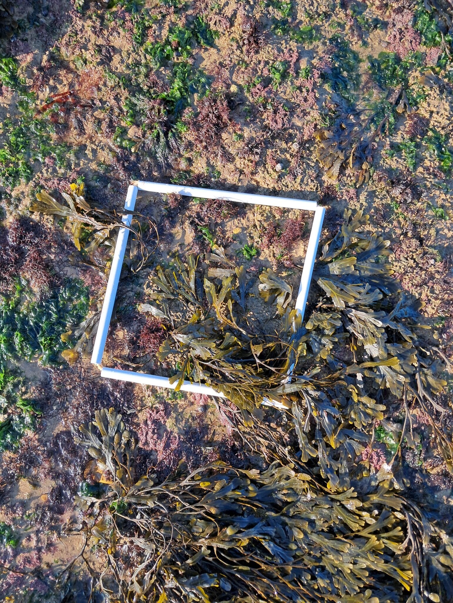 Quadrat1_zone2_sarah
