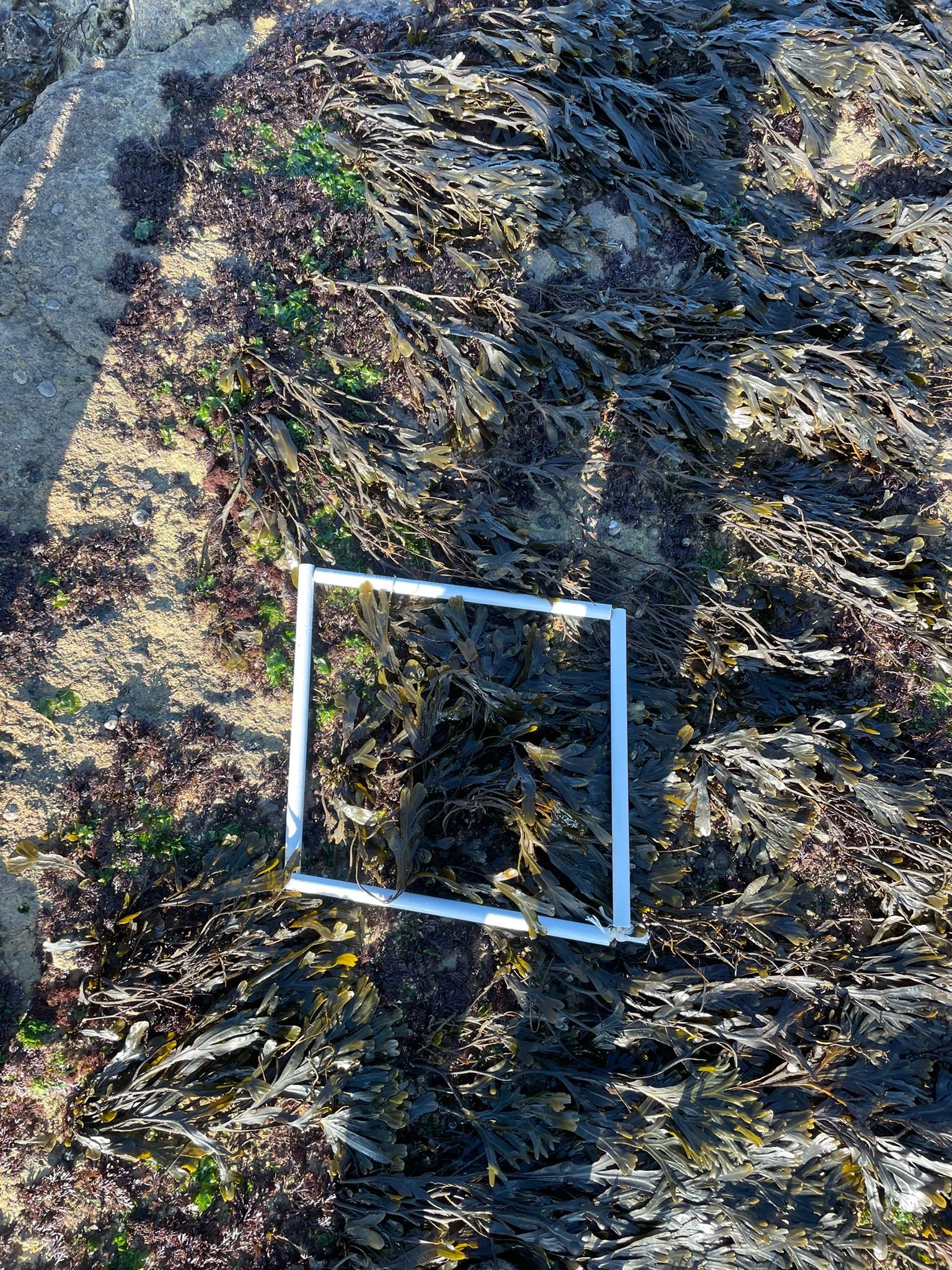 Quadrat2-Zone2