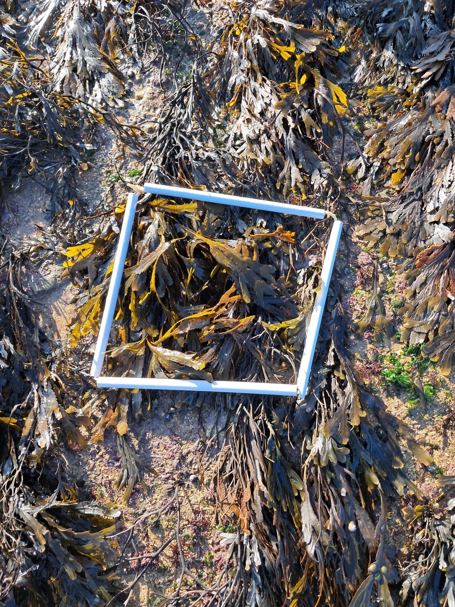 Quadrat2_zone2_sarah