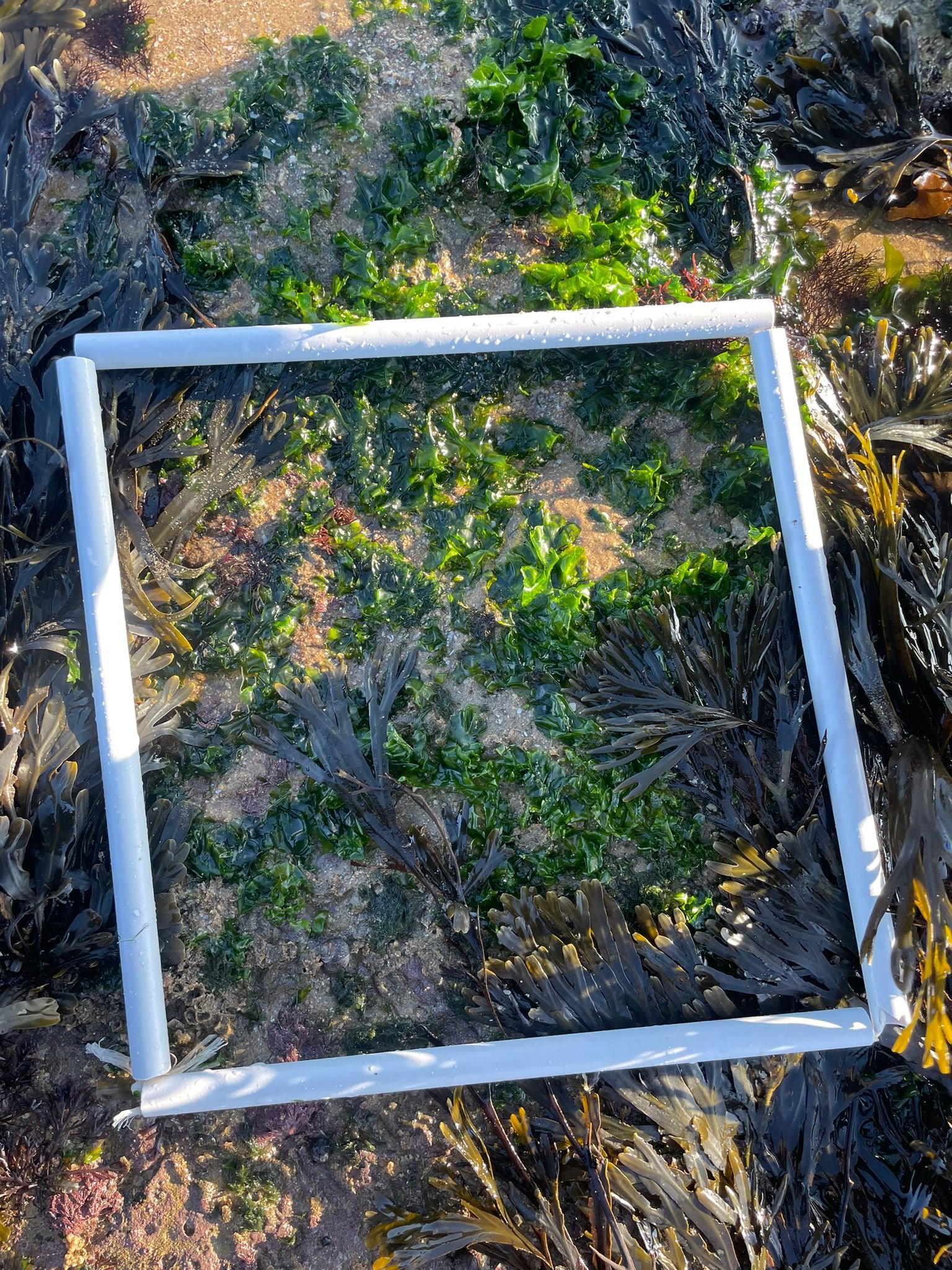 Quadrat3-zone1