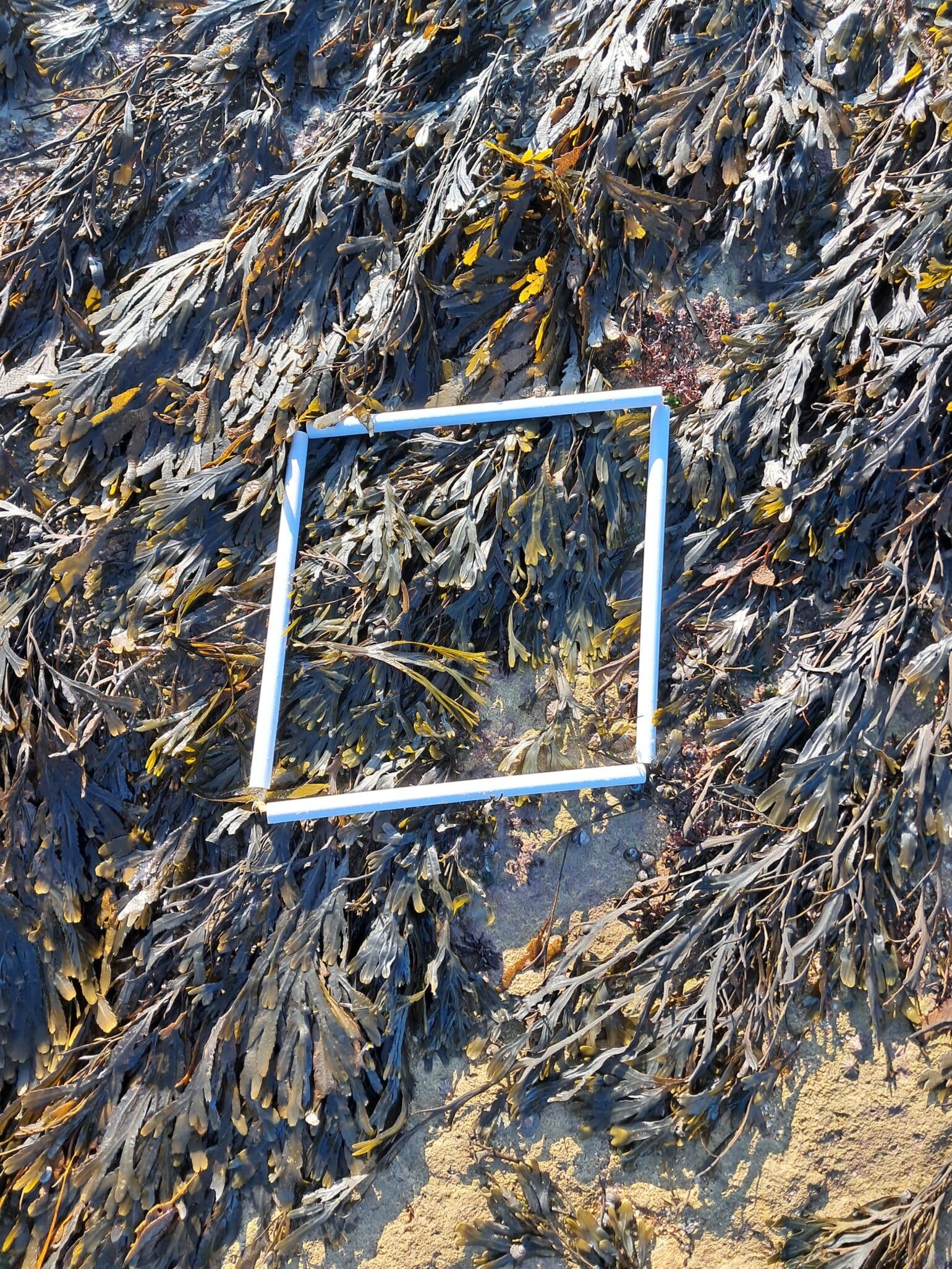 Quadrat3_zone2_sarah