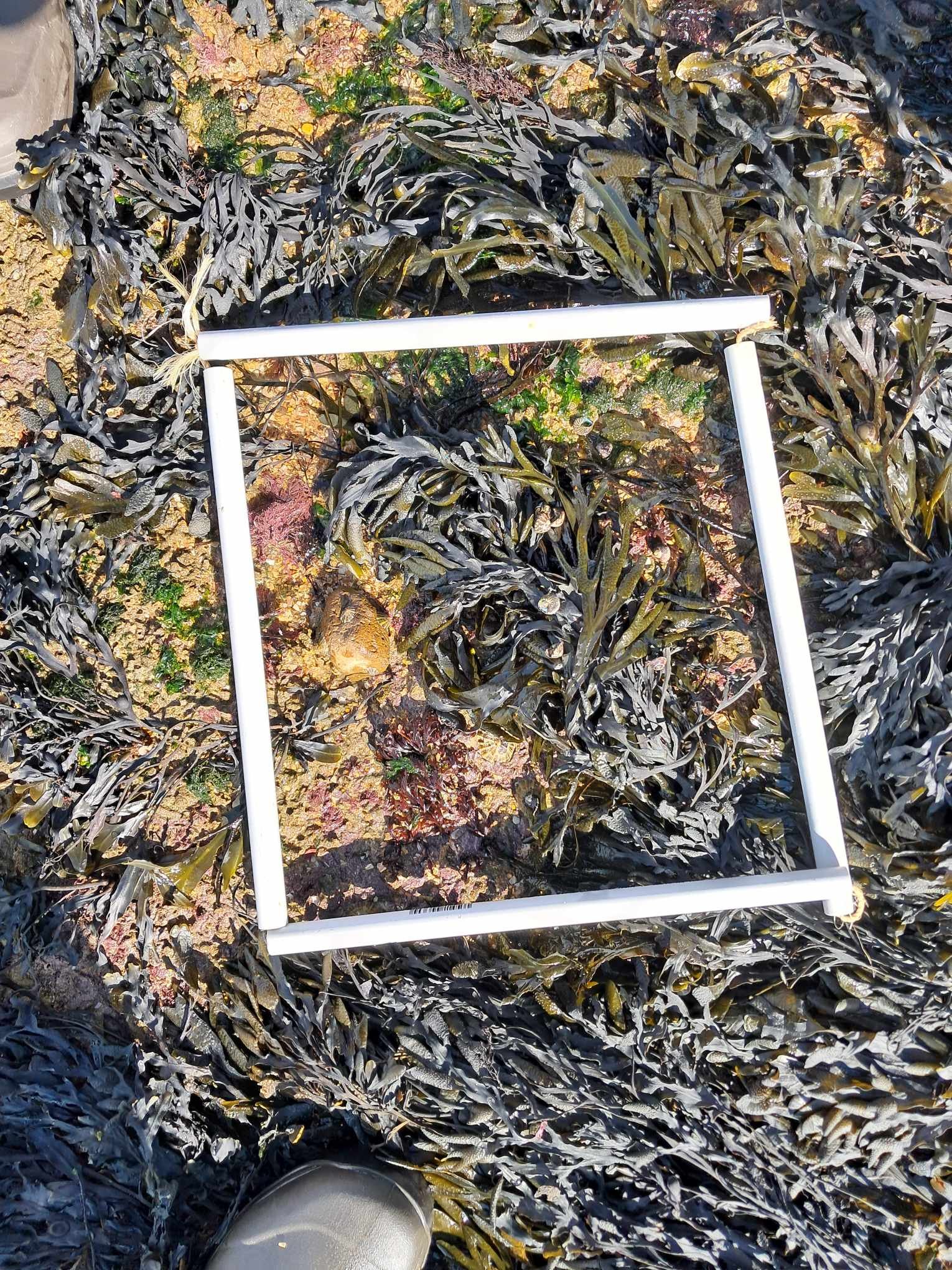 Quadrats3_Zone2_1