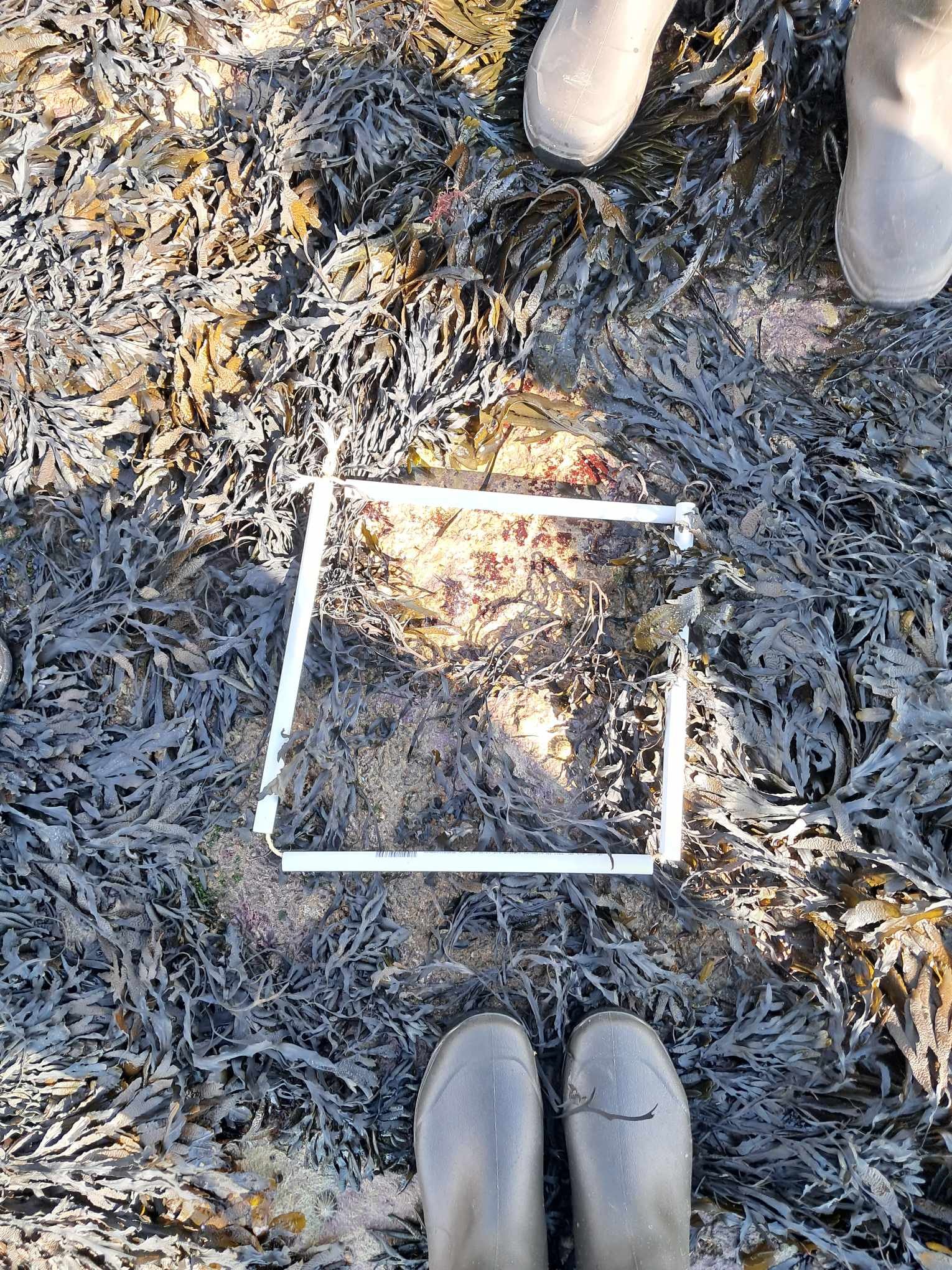 Quadrats4_Zone2_2