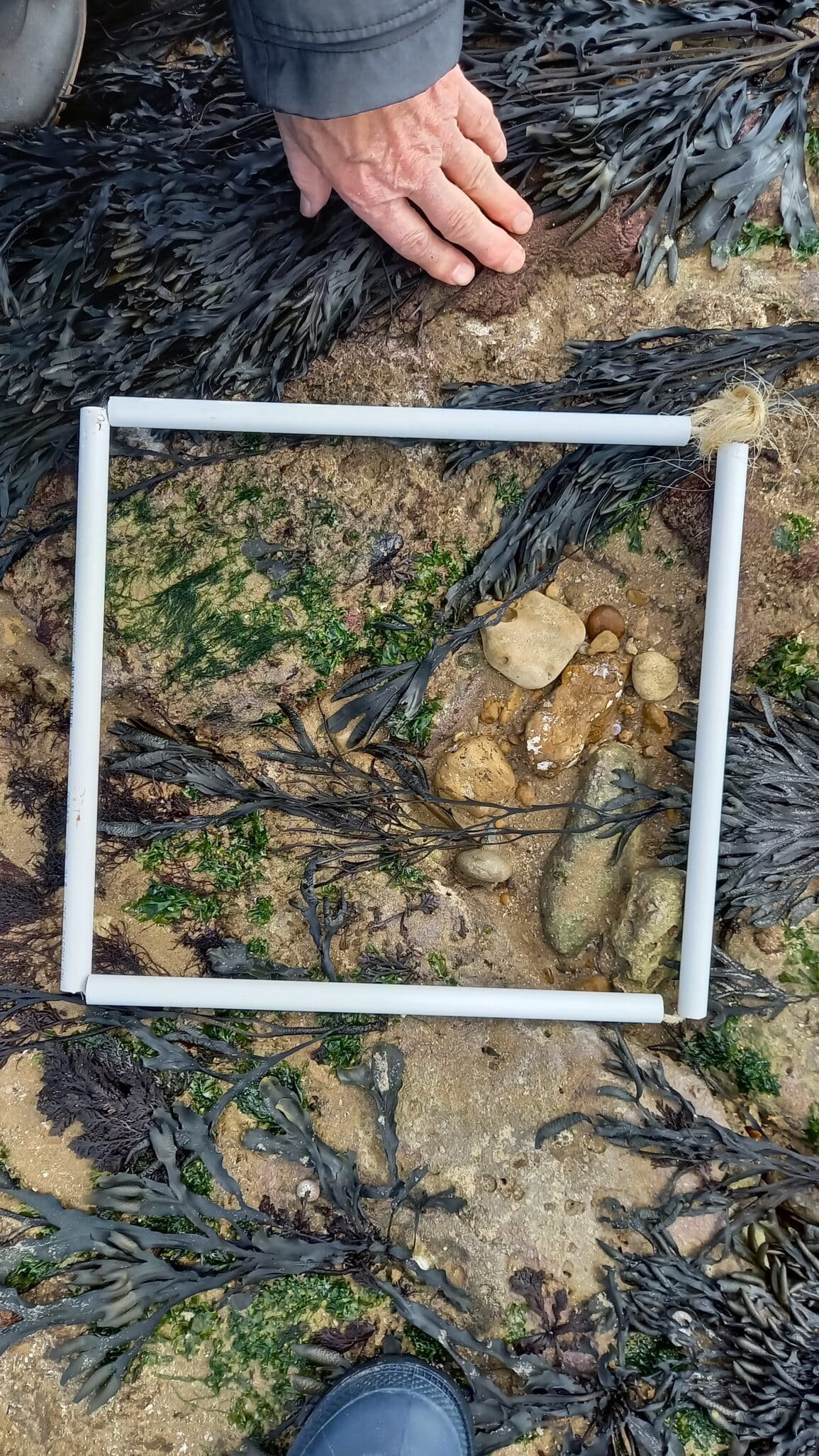 zone1quadrat3