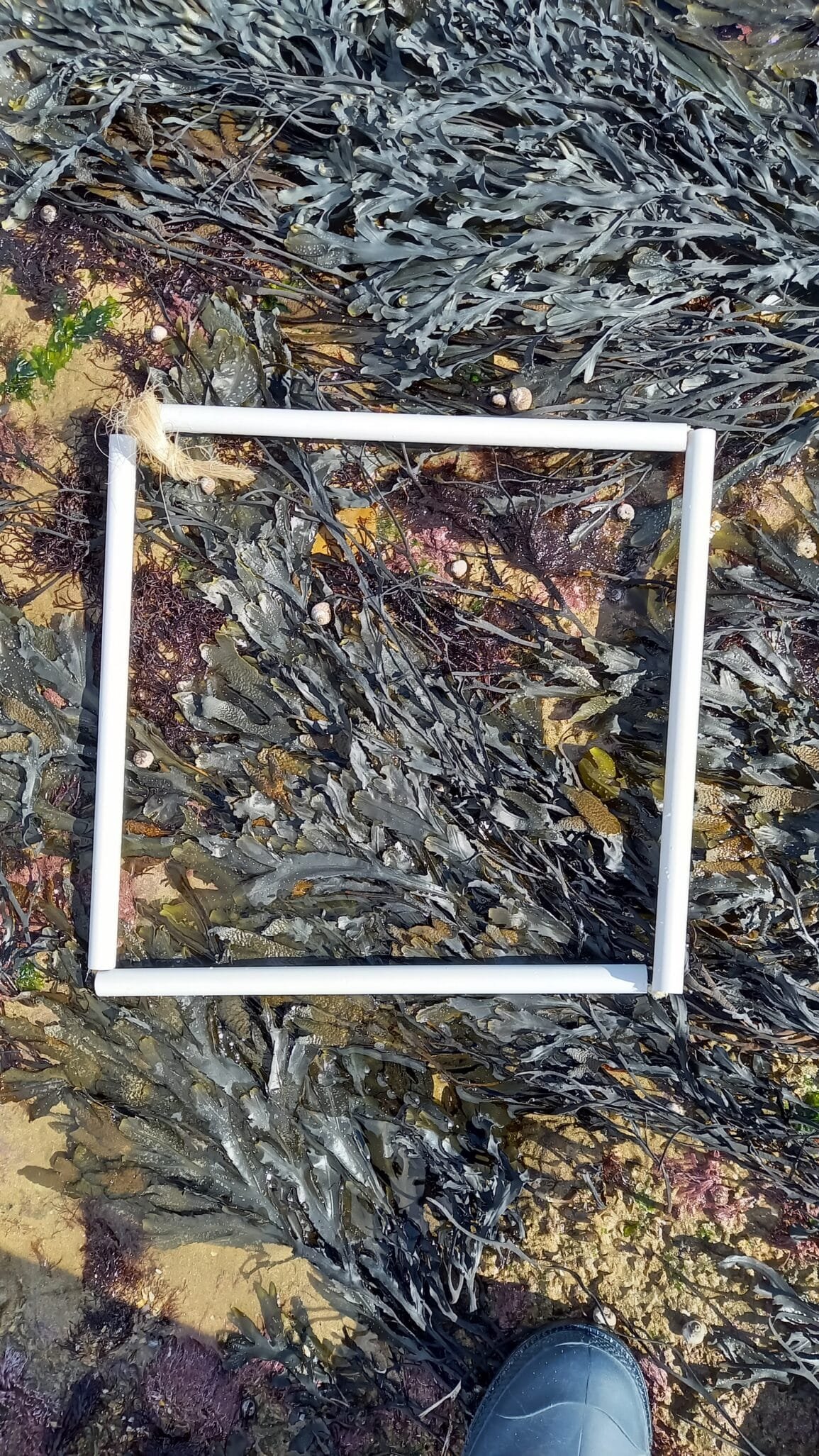 zone2quadrat1