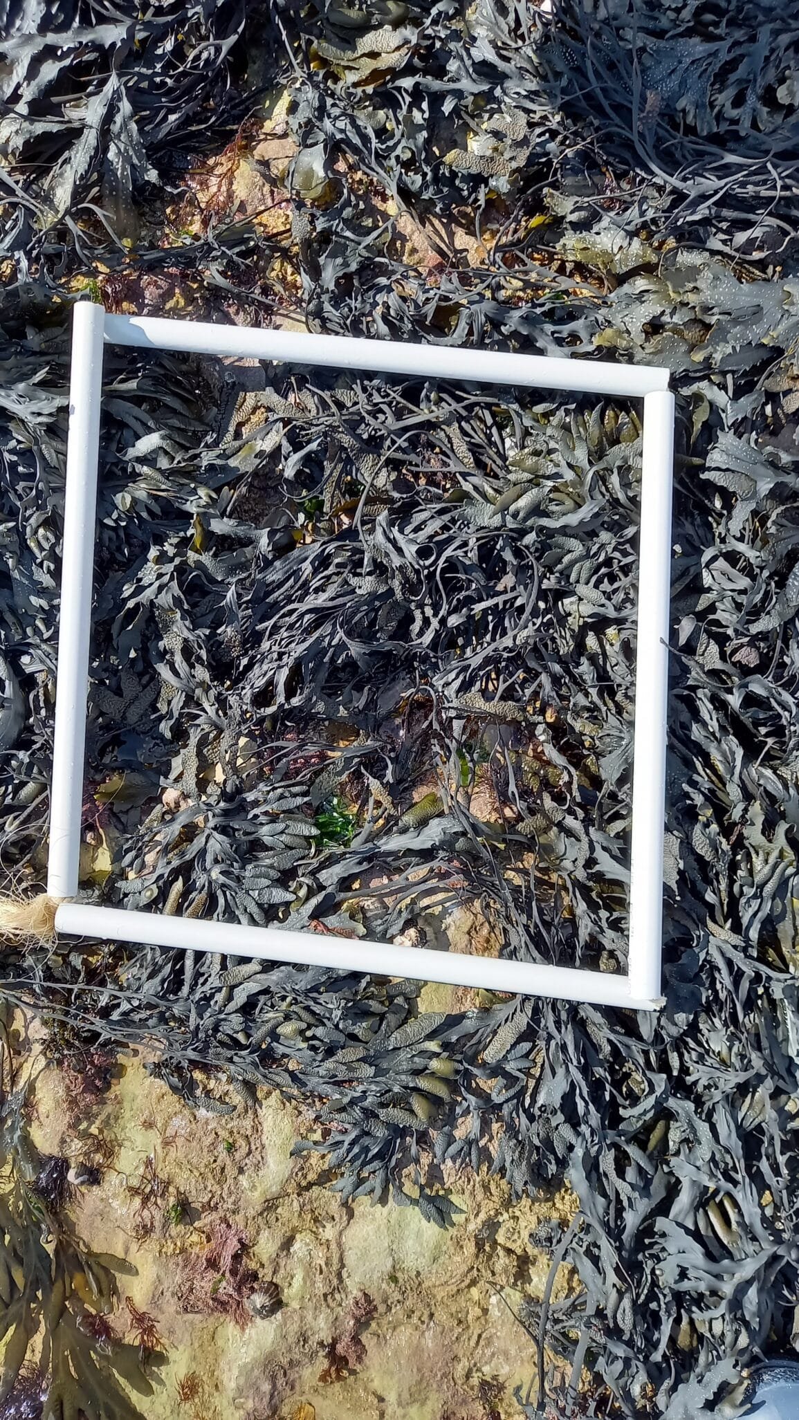 zone2quadrat2
