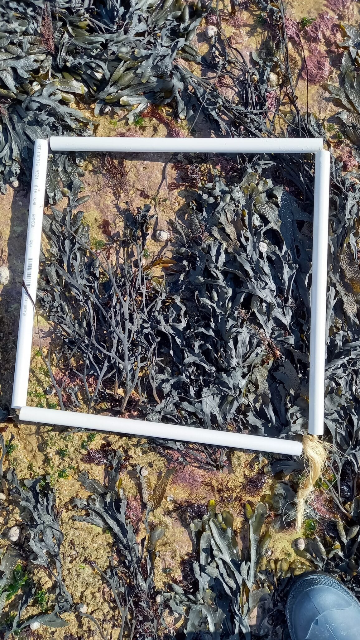 zone2quadrat3