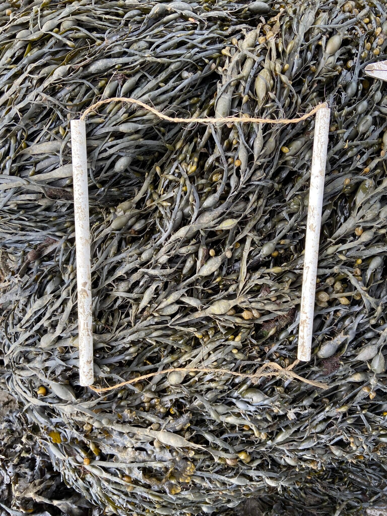 HG4-Pont-Corde-quadrat-3